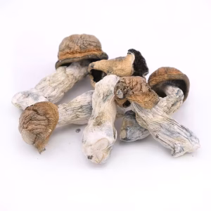 Magic Mushrooms - Blue Pulaski