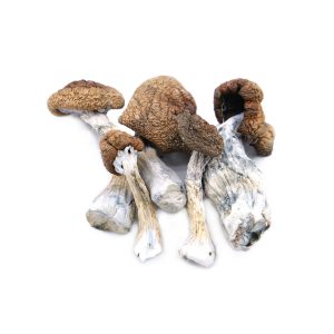 Magic Mushrooms - Blue Meanie
