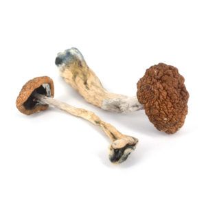 Magic Mushrooms - Golden Teacher